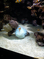 Cross-group non-volatile budgetary management